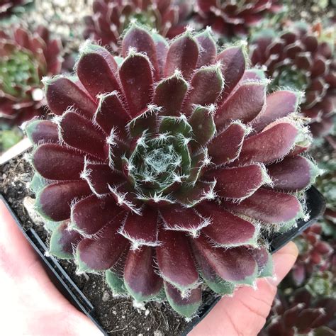 sempervivum jade rose